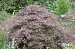 Acer palmatum dissectum 'Orangeola' — photo 4